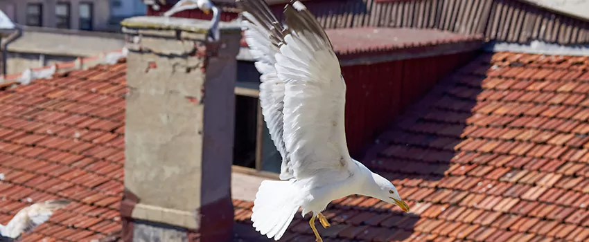 Residential Chimney Animal Removal Solution in Port Washington, NY