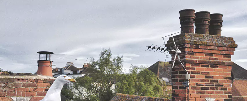 Chimney Cleaning And Restoration in Port Washington, New York